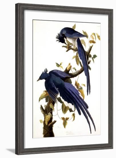 Columbia Jay, 1830,-John James Audubon-Framed Giclee Print