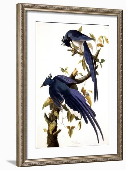 Columbia Jay, 1830,-John James Audubon-Framed Giclee Print