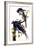 Columbia Jay, 1830,-John James Audubon-Framed Giclee Print