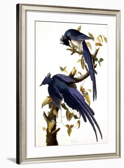 Columbia Jay, 1830,-John James Audubon-Framed Giclee Print