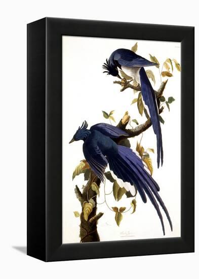 Columbia Jay, 1830,-John James Audubon-Framed Premier Image Canvas