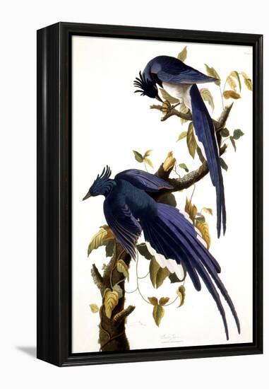 Columbia Jay, 1830,-John James Audubon-Framed Premier Image Canvas