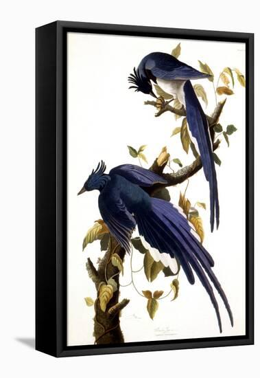 Columbia Jay, 1830,-John James Audubon-Framed Premier Image Canvas