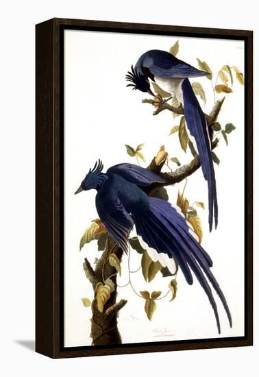 Columbia Jay, 1830,-John James Audubon-Framed Premier Image Canvas