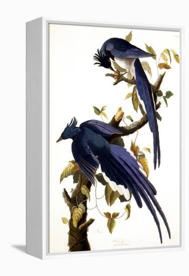 Columbia Jay, 1830,-John James Audubon-Framed Premier Image Canvas