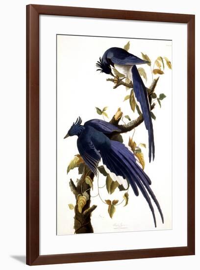 Columbia Jay, 1830,-John James Audubon-Framed Premium Giclee Print