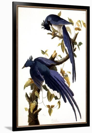 Columbia Jay, 1830,-John James Audubon-Framed Giclee Print