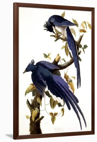 Columbia Jay, 1830,-John James Audubon-Framed Giclee Print