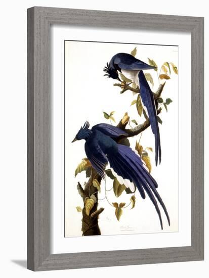 Columbia Jay, 1830,-John James Audubon-Framed Giclee Print