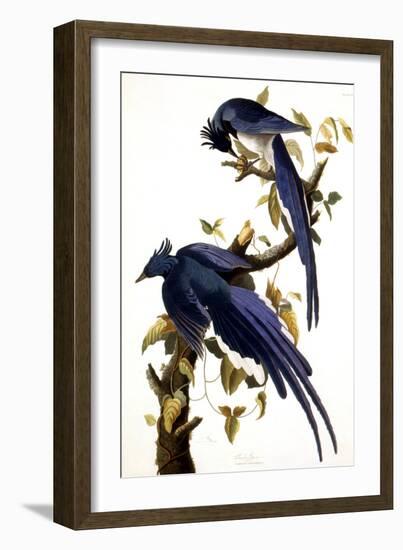 Columbia Jay, 1830,-John James Audubon-Framed Giclee Print