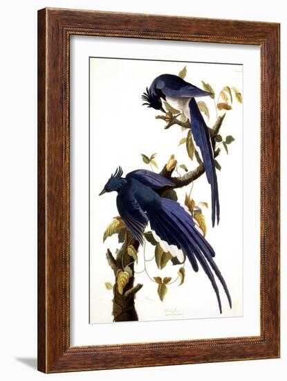 Columbia Jay, 1830,-John James Audubon-Framed Giclee Print