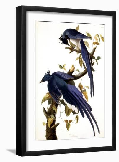 Columbia Jay, 1830,-John James Audubon-Framed Giclee Print