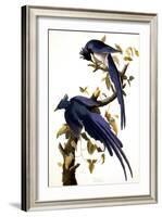 Columbia Jay, 1830,-John James Audubon-Framed Giclee Print
