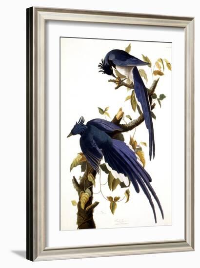 Columbia Jay, 1830,-John James Audubon-Framed Giclee Print