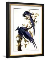 Columbia Jay, 1830,-John James Audubon-Framed Giclee Print