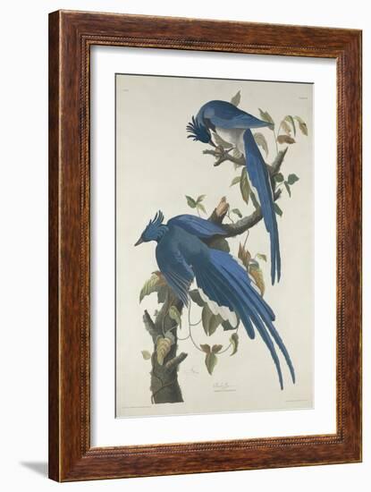 Columbia Jay, 1830-John James Audubon-Framed Premium Giclee Print