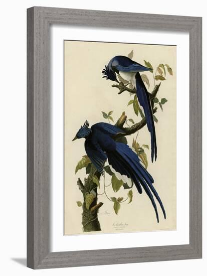 Columbia Jay-null-Framed Giclee Print