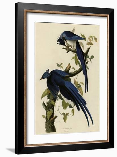 Columbia Jay-null-Framed Giclee Print