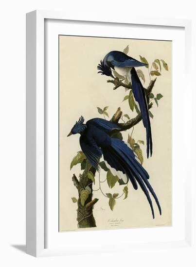 Columbia Jay-null-Framed Giclee Print