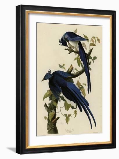 Columbia Jay-null-Framed Giclee Print