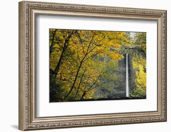 Columbia, Latourell Falls with Fall Leaves Columbia River Gorge-Jamie & Judy Wild-Framed Photographic Print