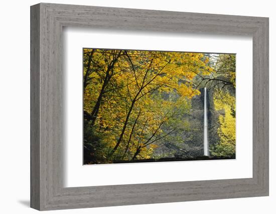 Columbia, Latourell Falls with Fall Leaves Columbia River Gorge-Jamie & Judy Wild-Framed Photographic Print