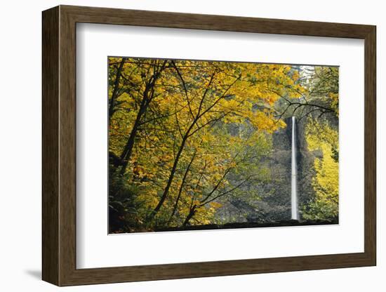 Columbia, Latourell Falls with Fall Leaves Columbia River Gorge-Jamie & Judy Wild-Framed Photographic Print