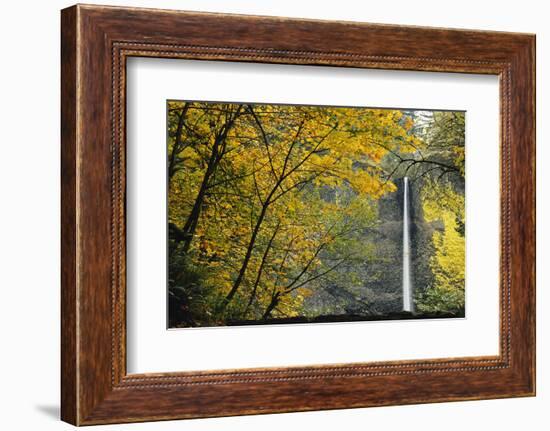 Columbia, Latourell Falls with Fall Leaves Columbia River Gorge-Jamie & Judy Wild-Framed Photographic Print