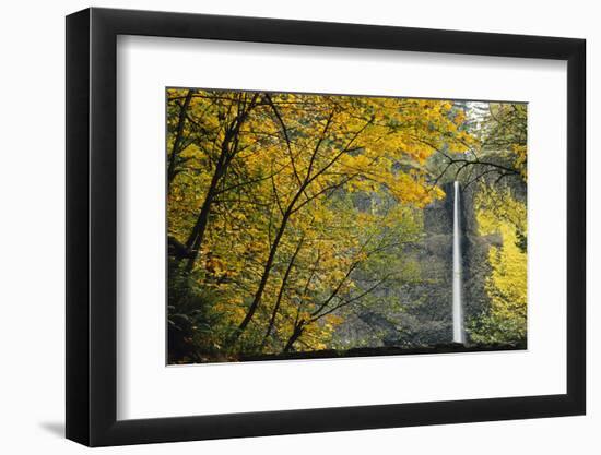 Columbia, Latourell Falls with Fall Leaves Columbia River Gorge-Jamie & Judy Wild-Framed Photographic Print