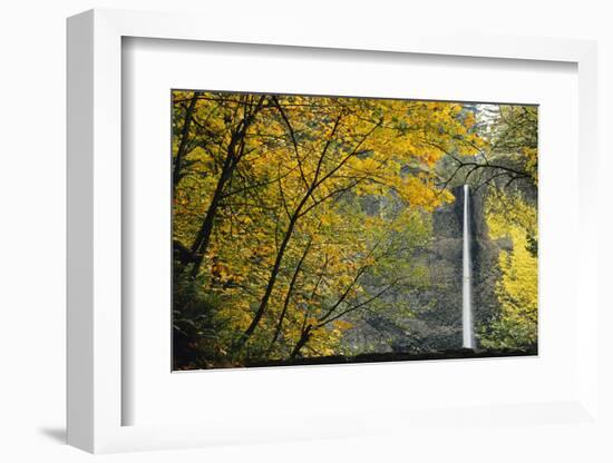 Columbia, Latourell Falls with Fall Leaves Columbia River Gorge-Jamie & Judy Wild-Framed Photographic Print