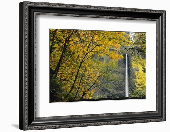 Columbia, Latourell Falls with Fall Leaves Columbia River Gorge-Jamie & Judy Wild-Framed Photographic Print