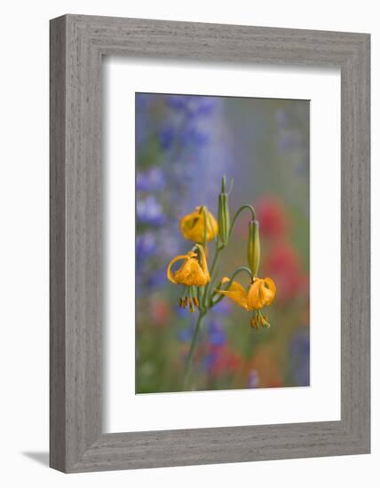 Columbia Lily and lupine and Indian Paintbrush wildflowers at Hurricane Ridge, Olympic NP.-Gary Luhm-Framed Photographic Print