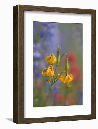 Columbia Lily and lupine and Indian Paintbrush wildflowers at Hurricane Ridge, Olympic NP.-Gary Luhm-Framed Photographic Print