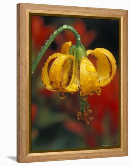 Columbia Tiger Lily, Stampede Pass, Cascade Mountains, Washington, USA-Darrell Gulin-Framed Premier Image Canvas