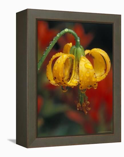 Columbia Tiger Lily, Stampede Pass, Cascade Mountains, Washington, USA-Darrell Gulin-Framed Premier Image Canvas