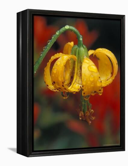 Columbia Tiger Lily, Stampede Pass, Cascade Mountains, Washington, USA-Darrell Gulin-Framed Premier Image Canvas