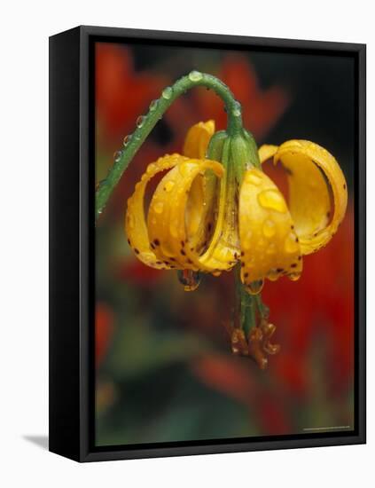 Columbia Tiger Lily, Stampede Pass, Cascade Mountains, Washington, USA-Darrell Gulin-Framed Premier Image Canvas