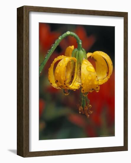 Columbia Tiger Lily, Stampede Pass, Cascade Mountains, Washington, USA-Darrell Gulin-Framed Photographic Print