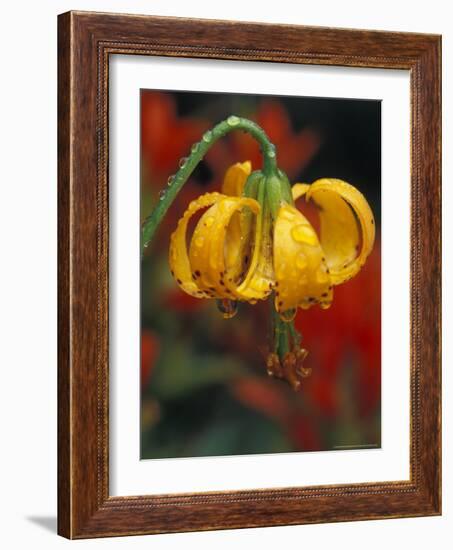 Columbia Tiger Lily, Stampede Pass, Cascade Mountains, Washington, USA-Darrell Gulin-Framed Photographic Print