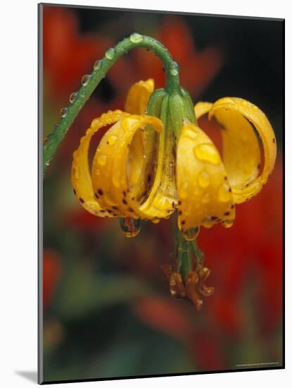 Columbia Tiger Lily, Stampede Pass, Cascade Mountains, Washington, USA-Darrell Gulin-Mounted Photographic Print