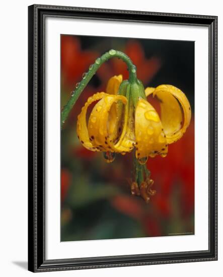 Columbia Tiger Lily, Stampede Pass, Cascade Mountains, Washington, USA-Darrell Gulin-Framed Photographic Print