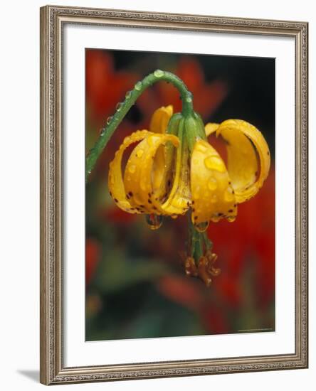 Columbia Tiger Lily, Stampede Pass, Cascade Mountains, Washington, USA-Darrell Gulin-Framed Photographic Print