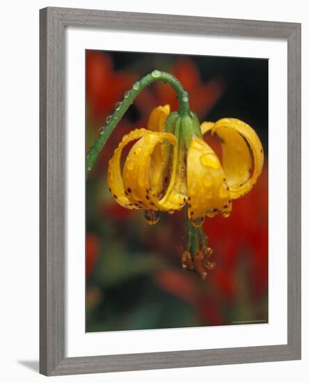 Columbia Tiger Lily, Stampede Pass, Cascade Mountains, Washington, USA-Darrell Gulin-Framed Photographic Print