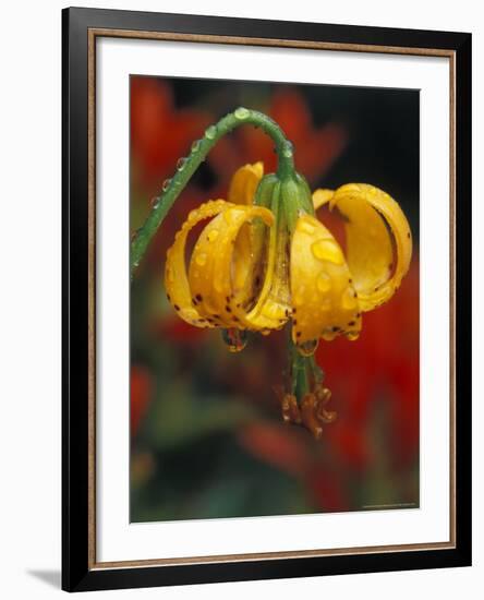 Columbia Tiger Lily, Stampede Pass, Cascade Mountains, Washington, USA-Darrell Gulin-Framed Photographic Print