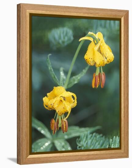 Columbia Tigerlily among Fir Boughs in Hurricane Ridge, Olympic National Park, Washington, USA-null-Framed Premier Image Canvas