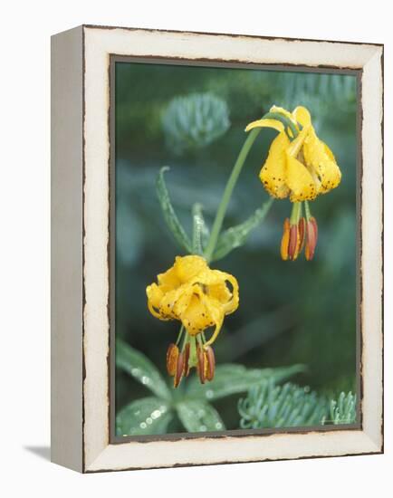 Columbia Tigerlily among Fir Boughs in Hurricane Ridge, Olympic National Park, Washington, USA-null-Framed Premier Image Canvas