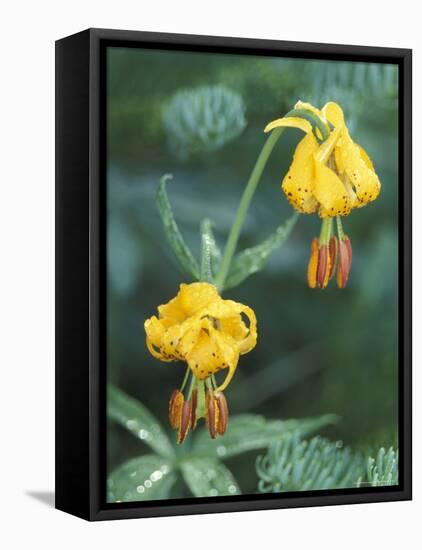 Columbia Tigerlily among Fir Boughs in Hurricane Ridge, Olympic National Park, Washington, USA-null-Framed Premier Image Canvas