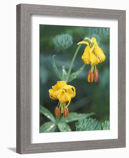 Columbia Tigerlily among Fir Boughs in Hurricane Ridge, Olympic National Park, Washington, USA-null-Framed Photographic Print