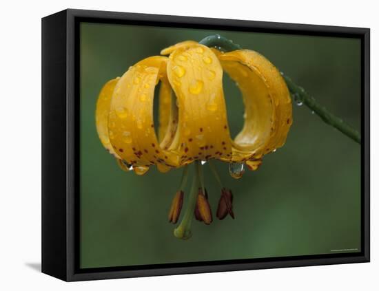 Columbia Tigerlily, Columbia Gorge, Oregon, USA-null-Framed Premier Image Canvas