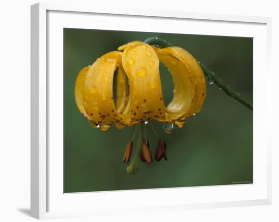 Columbia Tigerlily, Columbia Gorge, Oregon, USA-null-Framed Photographic Print